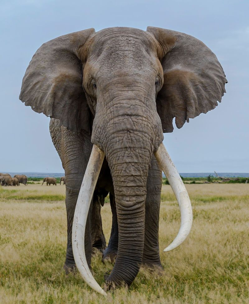 Ivory Trade