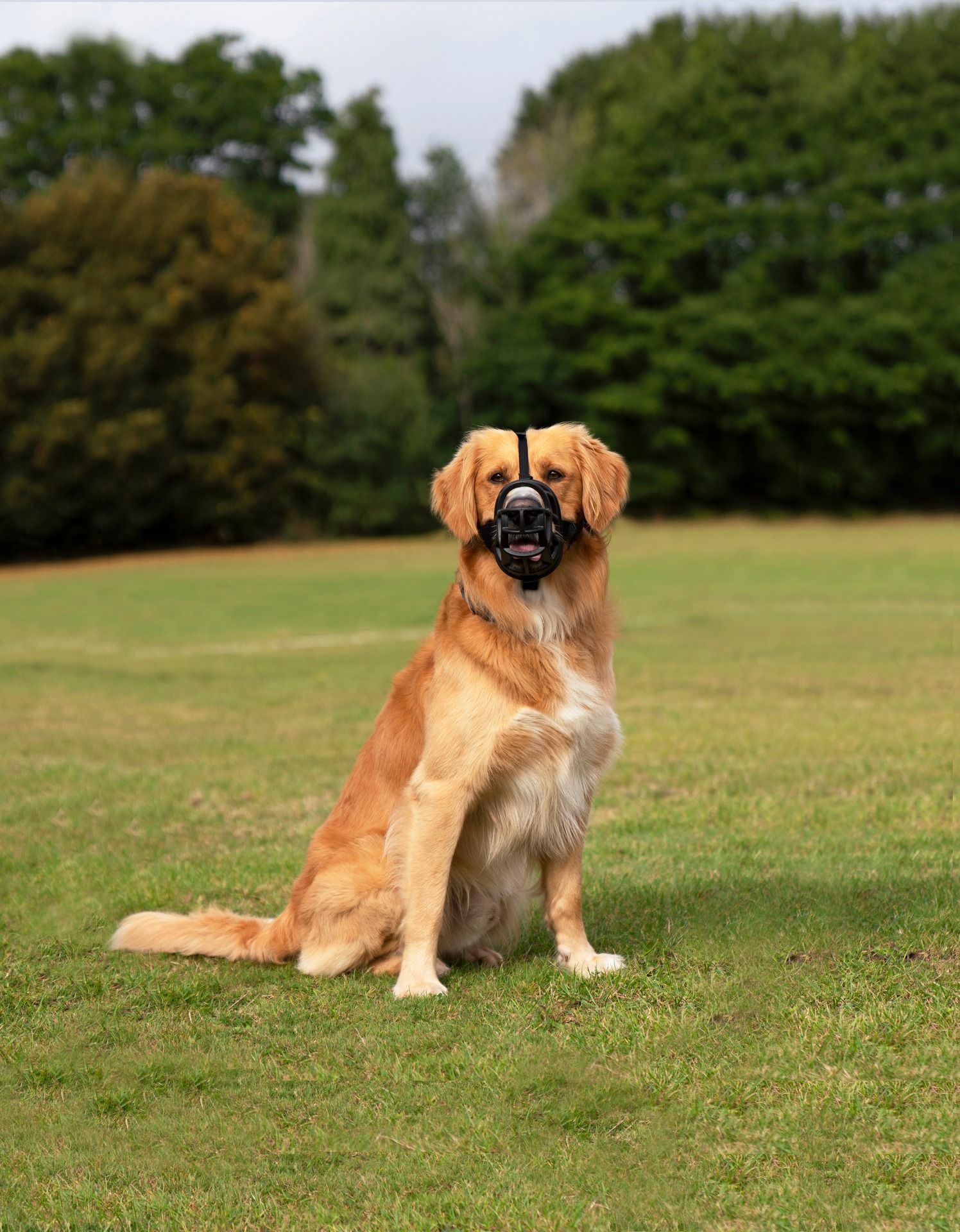 Baskerville Ultra Black Size 5 Golden Retriever