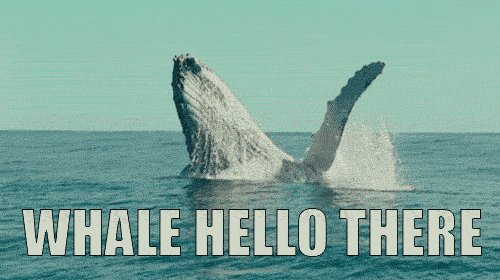 whale hello