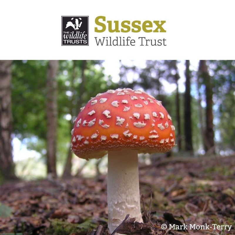 sussexwildlifetrust.pro.typeform.com