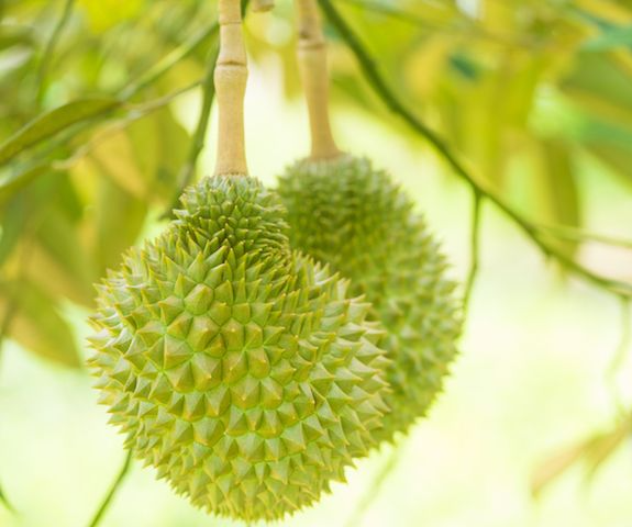 musang-king-durian8