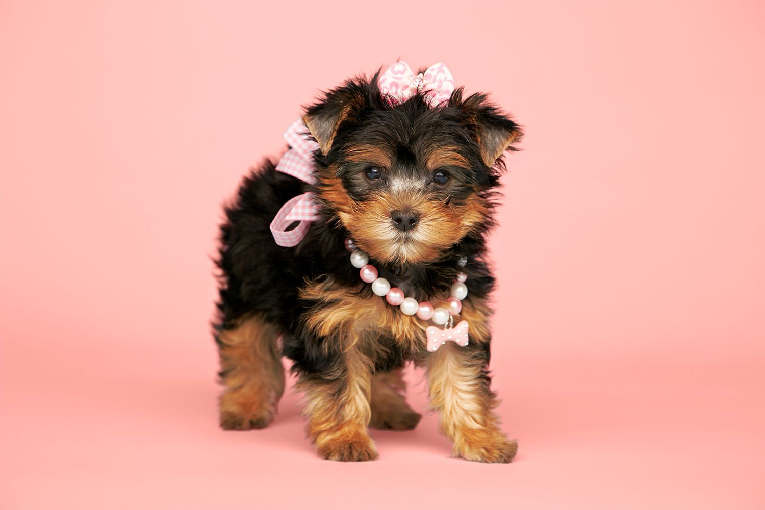 Large yorkie best sale puppies for sale