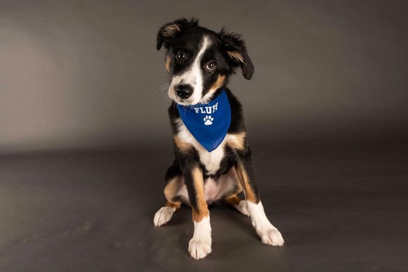 Dog Spotted Celebrating SpeciallyAbled Pups