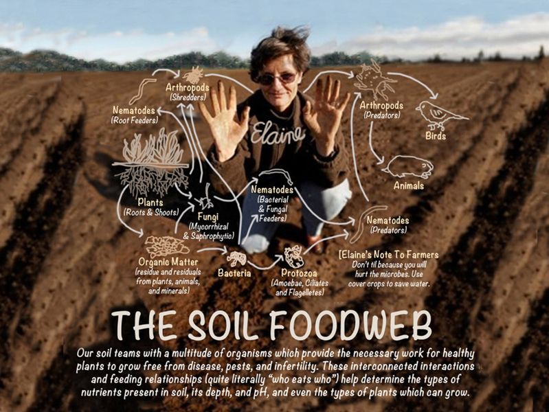 Soil Biology IQ Quiz | Soil Food Web