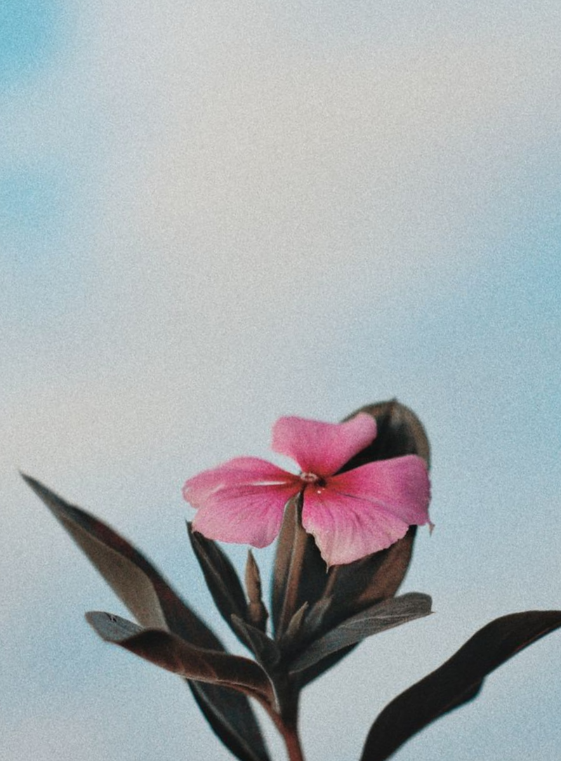 pexels-andre-moura-2471258