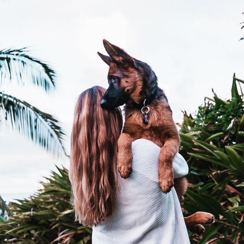 German Shepherd Puppy Application