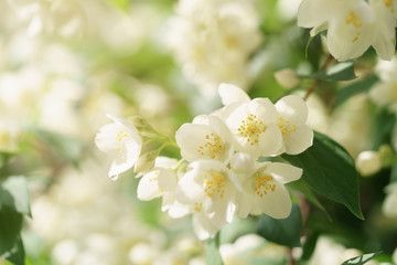jasmine 2