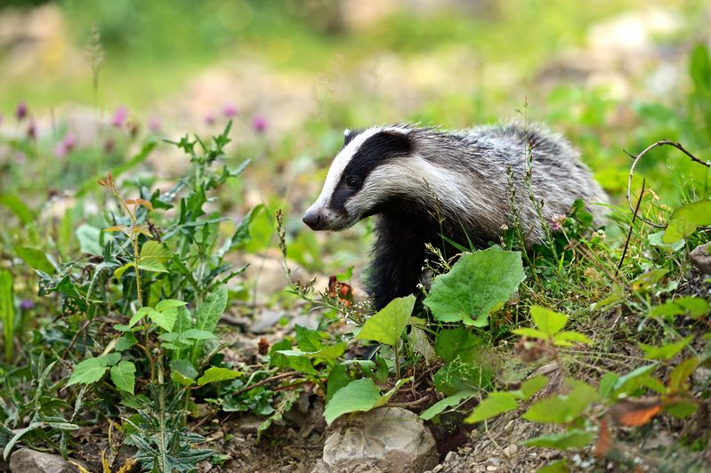 Badger Culling