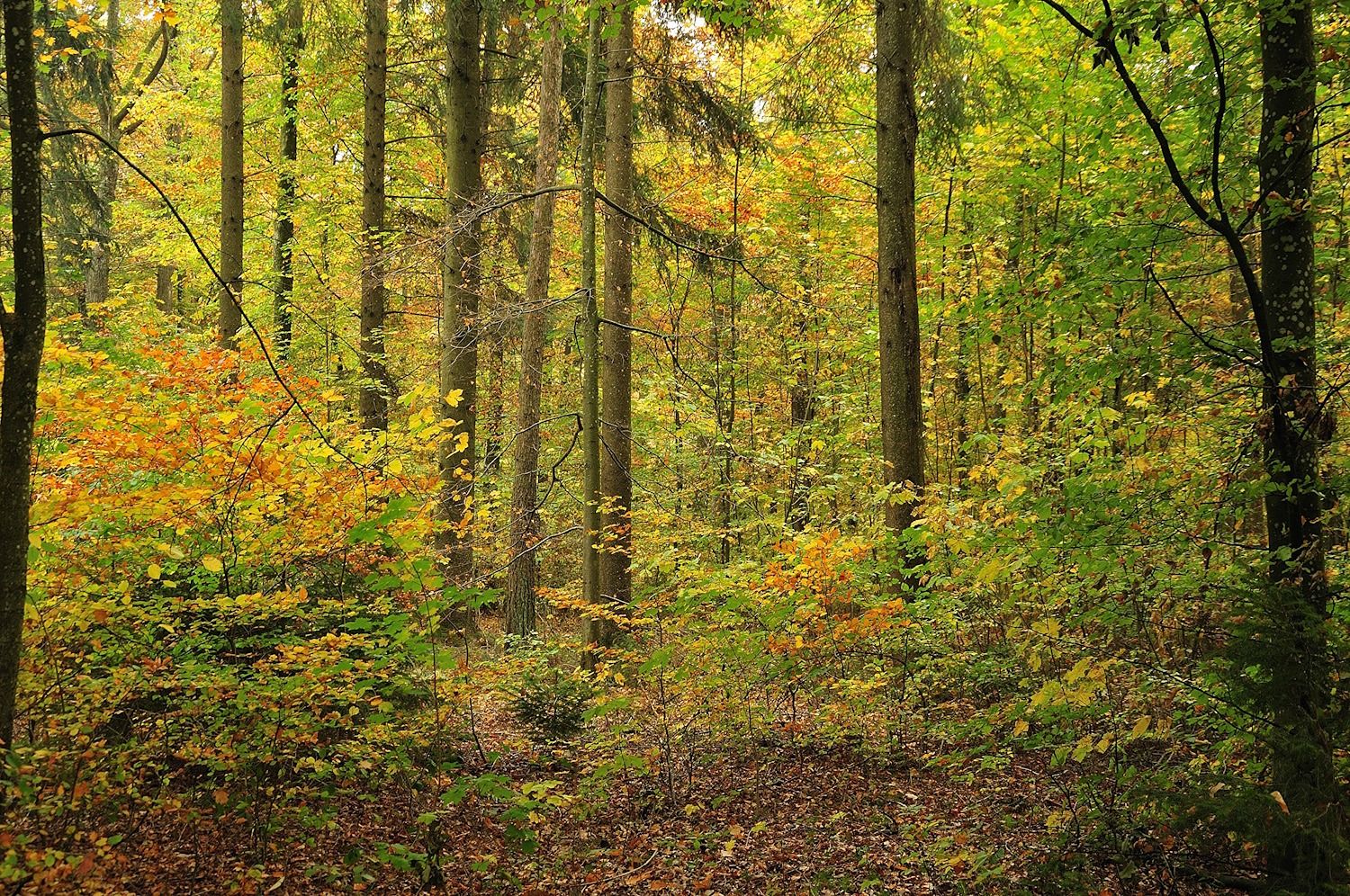 Gemengd bos dichte onderlaag van 2 mtr hoog