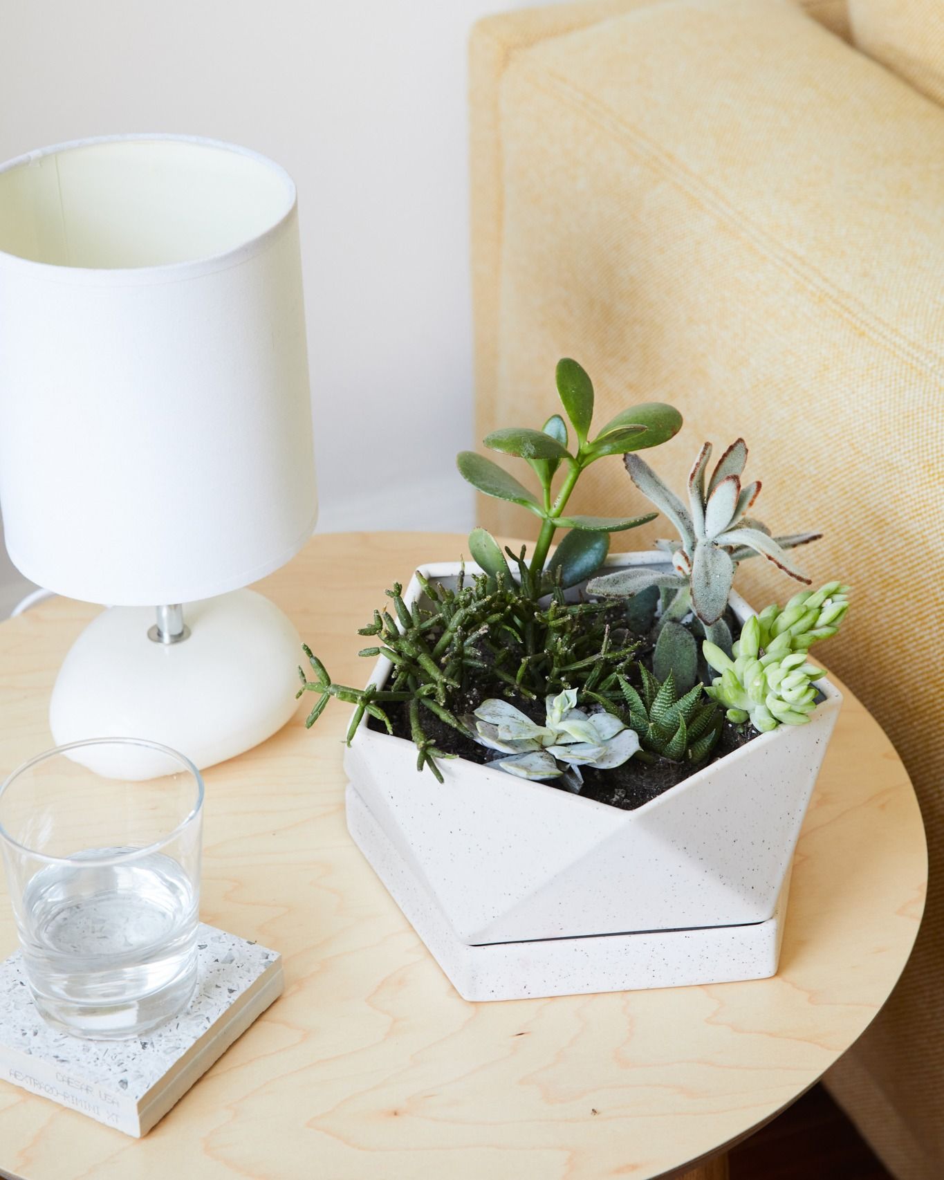 Succulents in a planter