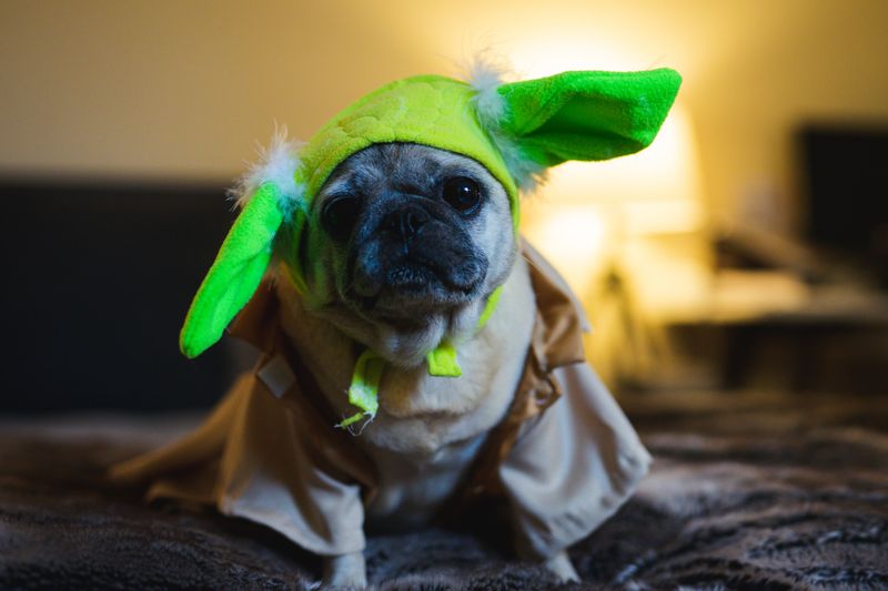 Quiz: What's the Perfect Halloween Costume for Your Dog?