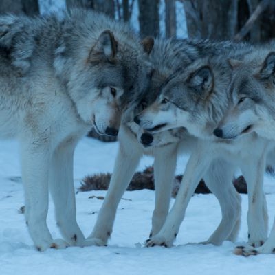 Wolf Canine Dogs