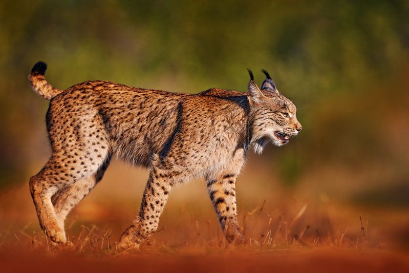 Iberian Lynx